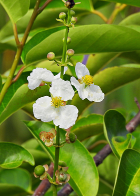 Duck Potato (Sagittaria latifolia)